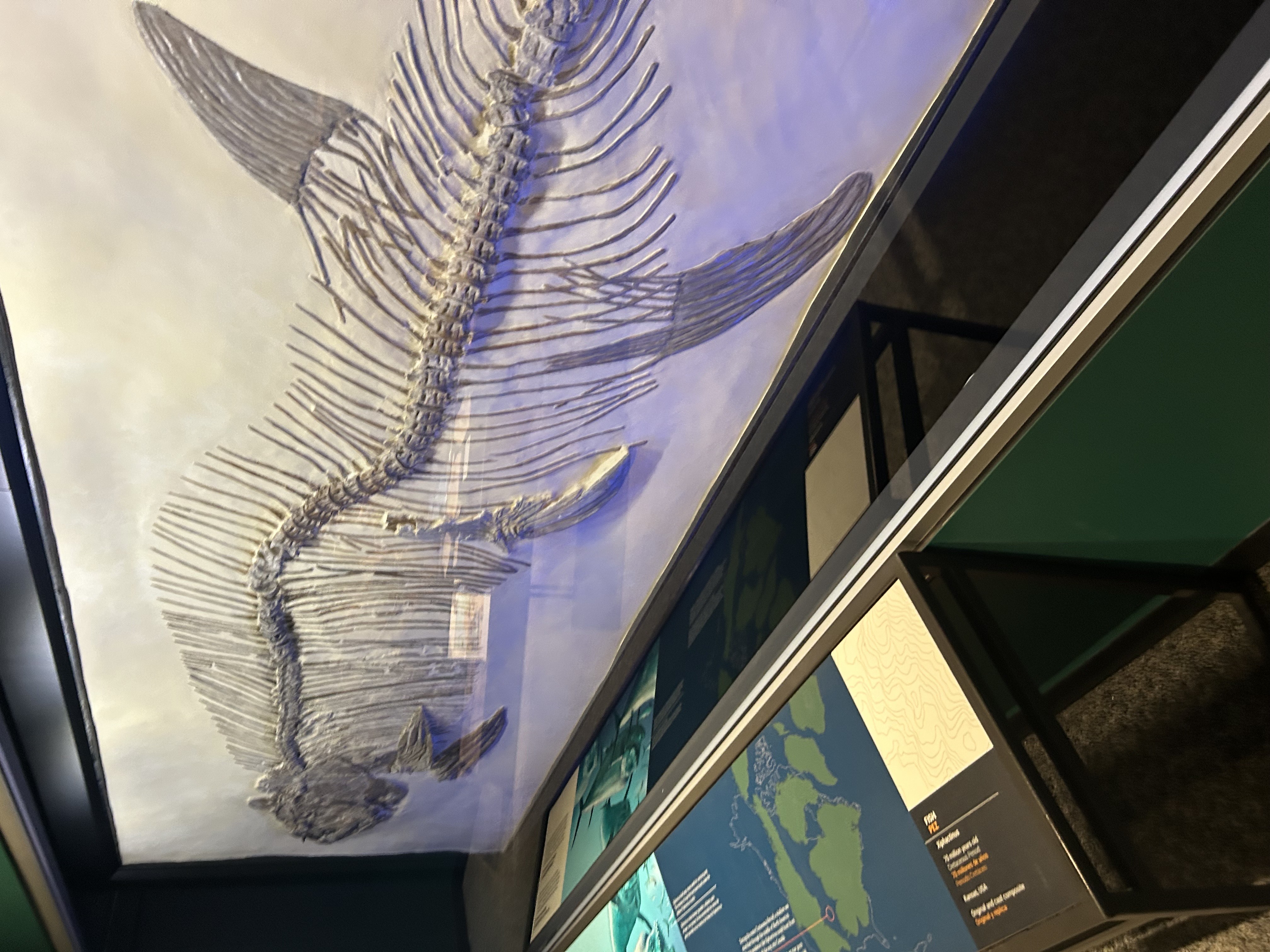 fossil of what looks like a very very long fish